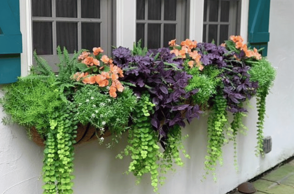 Window Boxes Service page image